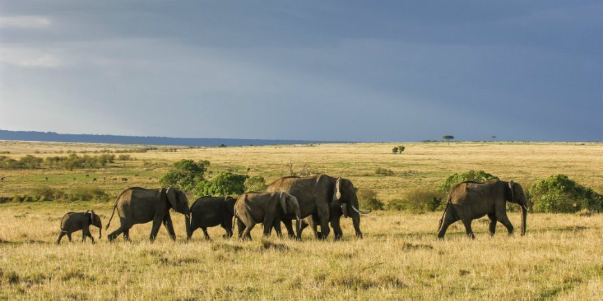 Elefantflock i Masai Mara