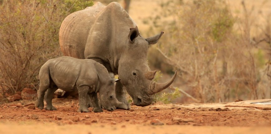 Noshørn i Kruger Nasjonalpark