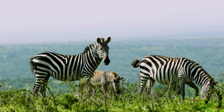 Zebras i Serengeti i Tanzania