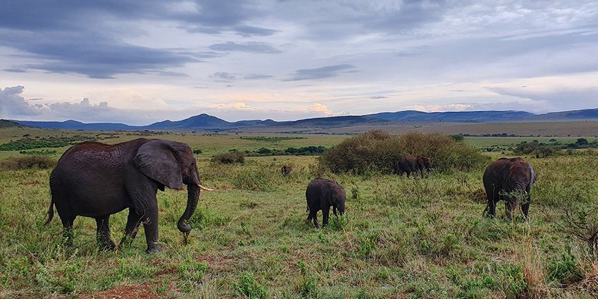Flock av elefanter i Masai Mara.