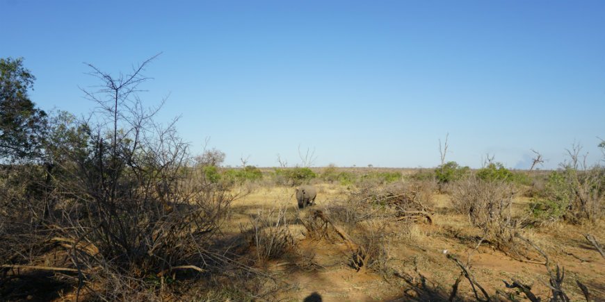 Ansikt til ansikt med nesehorn i Kruger nasjonalpark