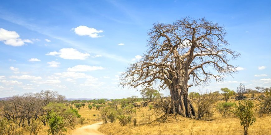 6 Baobabtræ