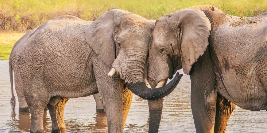 elefant kjærlighet Botswana