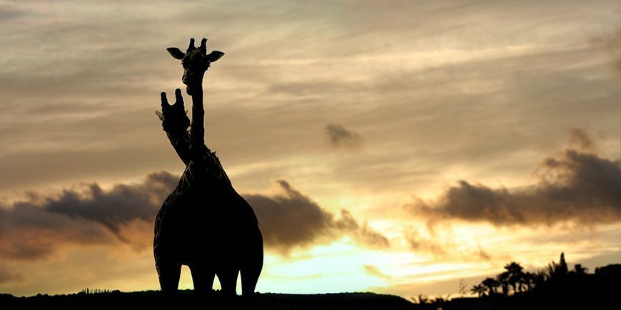 giraffer ved solnedgang
