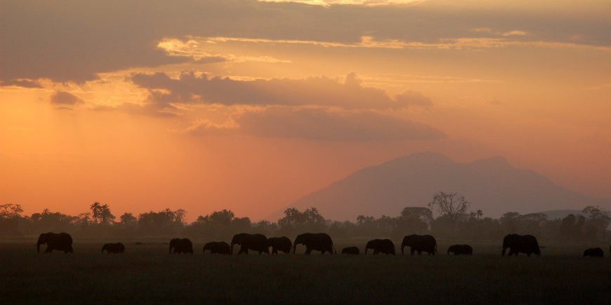 elefanter i Amboseli