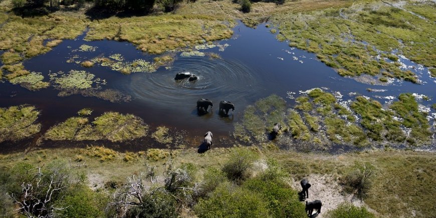 elefanter i Okavango-deltaet