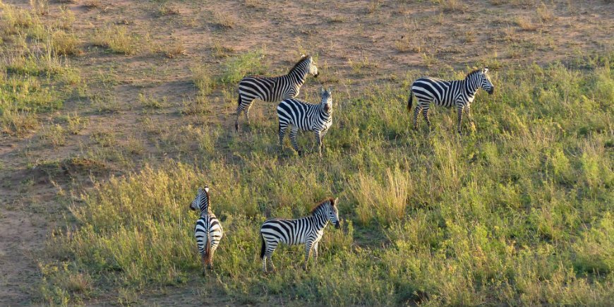 Serengeti, sebraer