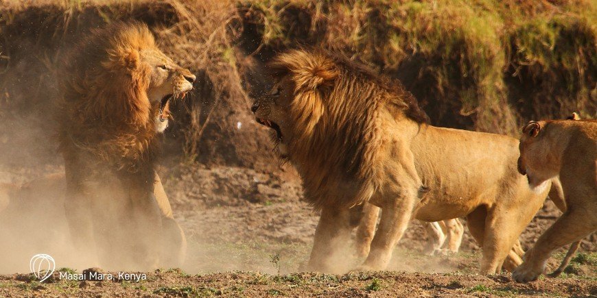 Løver i Masai Mara i Kenya