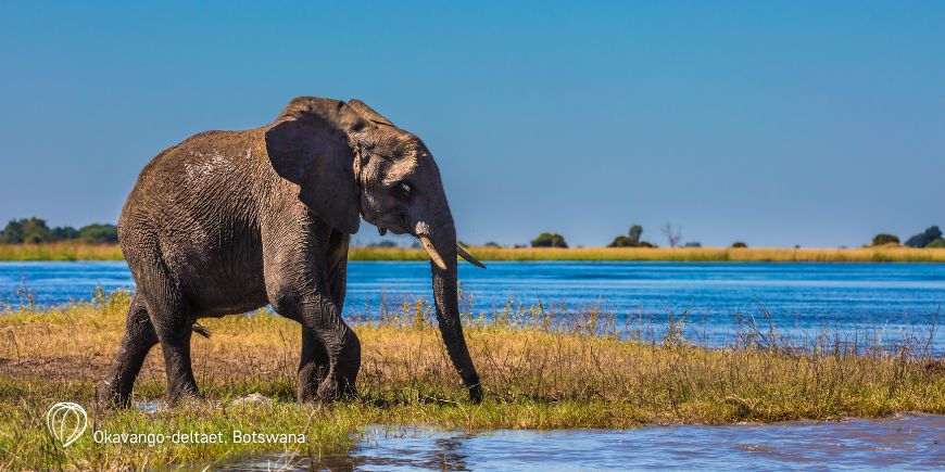Elefant i Okavango-deltaet i Botswana