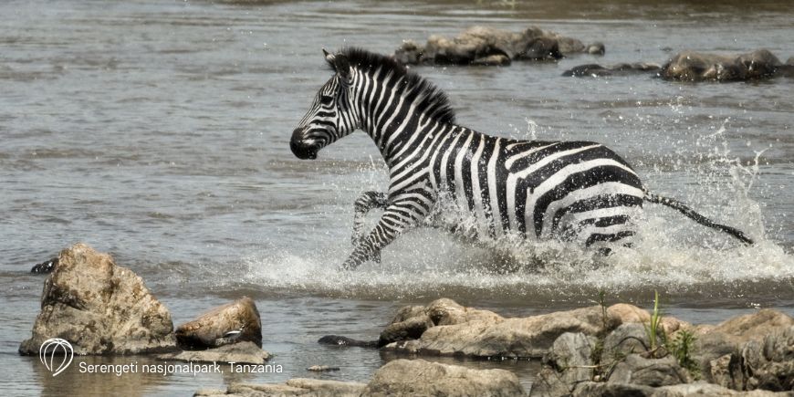 Sebra i Serengeti nasjonalpark i Tanzania