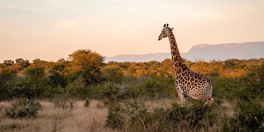 Sjiraff i solnedgang i Kapama Private Game Reserve, Sør-Afrika