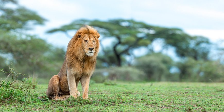 Løve i Ngorongoro-krateret i Serengeti, Tanzania